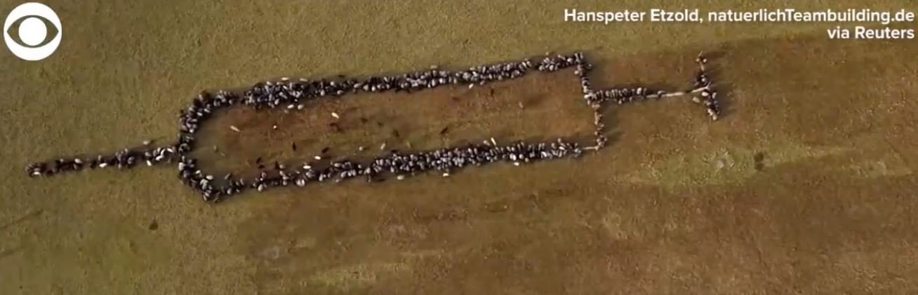 Sheep Line Up For Vaccine Promotion… Literally