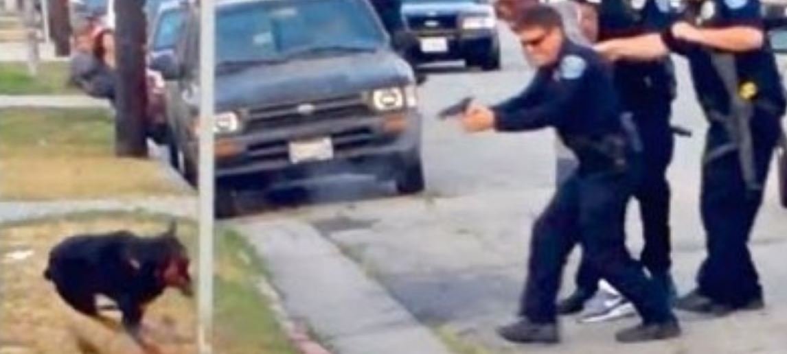 ANARCHY IN AMERICA: WE’RE BEING GUNNED DOWN LIKE DOGS IN THE STREET