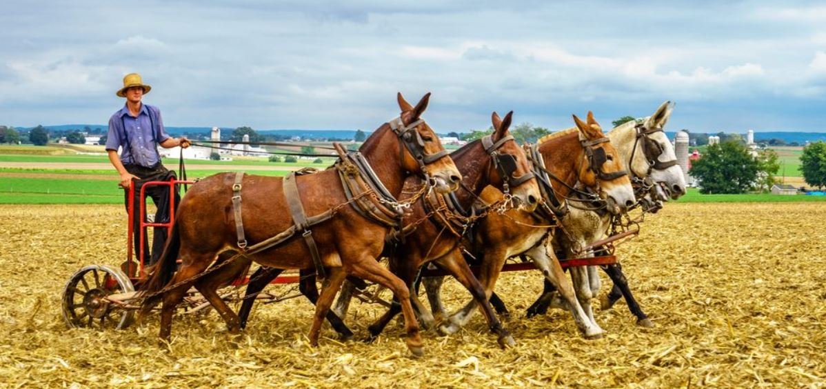 Amish Farms Seized by Canadian Government Over Unpaid COVID-19 Fines, Sparking Outrage