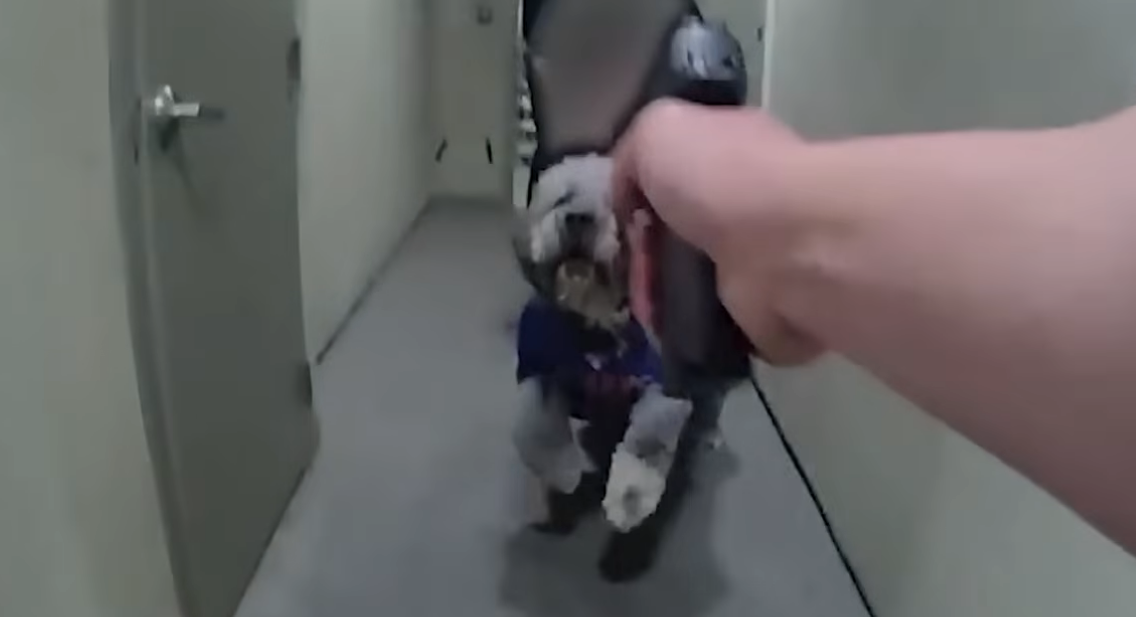THIS COP KILLED A FAMILY DOG FOR NO REASON!